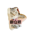 LaLabao is a cat（個別スタンプ：10）