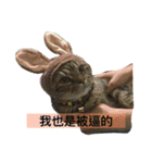 LaLabao is a cat（個別スタンプ：11）