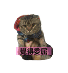 LaLabao is a cat（個別スタンプ：12）