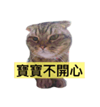 LaLabao is a cat（個別スタンプ：13）