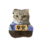 LaLabao is a cat（個別スタンプ：15）