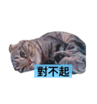 LaLabao is a cat（個別スタンプ：16）