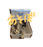 ねこのニャース（個別スタンプ：7）