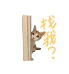 Miso the cat（個別スタンプ：9）