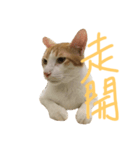 Miso the cat（個別スタンプ：15）