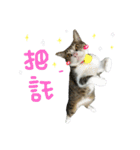 Im lelecat（個別スタンプ：12）