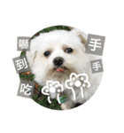 Pupu is a Maltese dog. Part2（個別スタンプ：1）