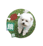 Pupu is a Maltese dog. Part2（個別スタンプ：2）