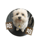 Pupu is a Maltese dog. Part2（個別スタンプ：4）