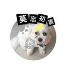 Pupu is a Maltese dog. Part2（個別スタンプ：7）