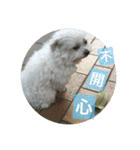 Pupu is a Maltese dog. Part2（個別スタンプ：8）