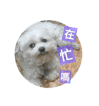 Pupu is a Maltese dog. Part2（個別スタンプ：9）