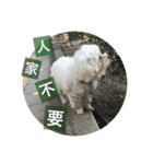 Pupu is a Maltese dog. Part2（個別スタンプ：11）