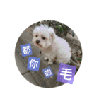 Pupu is a Maltese dog. Part2（個別スタンプ：12）