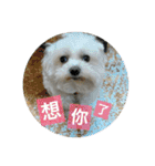 Pupu is a Maltese dog. Part2（個別スタンプ：13）