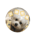 Pupu is a Maltese dog. Part2（個別スタンプ：14）