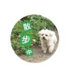 Pupu is a Maltese dog. Part2（個別スタンプ：15）