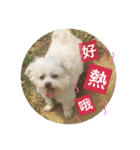 Pupu is a Maltese dog. Part2（個別スタンプ：16）