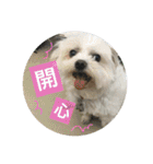 Pupu is a Maltese dog. Part2（個別スタンプ：17）