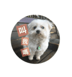 Pupu is a Maltese dog. Part2（個別スタンプ：20）