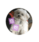 Pupu is a Maltese dog. Part2（個別スタンプ：21）