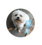 Pupu is a Maltese dog. Part2（個別スタンプ：22）