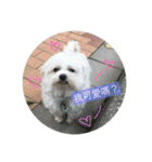 Pupu is a Maltese dog. Part2（個別スタンプ：24）