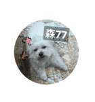 Pupu is a Maltese dog. Part2（個別スタンプ：26）