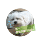 Pupu is a Maltese dog. Part2（個別スタンプ：31）