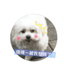 Pupu is a Maltese dog. Part2（個別スタンプ：35）