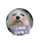 Pupu is a Maltese dog. Part2（個別スタンプ：36）