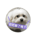 Pupu is a Maltese dog. Part2（個別スタンプ：37）