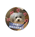 Pupu is a Maltese dog. Part2（個別スタンプ：38）