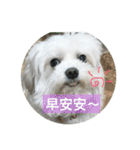 Pupu is a Maltese dog. Part2（個別スタンプ：40）