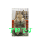 monaka rabbit picuture4（個別スタンプ：6）