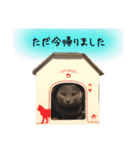 シャルトリューの猫さん（個別スタンプ：3）