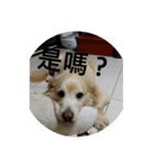 Dog's life day2（個別スタンプ：1）