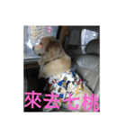 Dog's life day2（個別スタンプ：6）