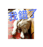 Dog's life day2（個別スタンプ：10）