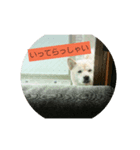 白柴犬オラくん（個別スタンプ：5）