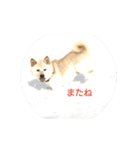 白柴犬オラくん（個別スタンプ：7）