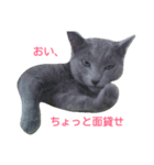 russianblue.（個別スタンプ：5）