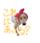 保護犬 ハクの幸せな毎日（個別スタンプ：7）