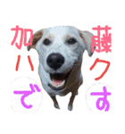 保護犬 ハクの幸せな毎日（個別スタンプ：9）