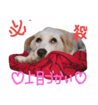 保護犬 ハクの幸せな毎日（個別スタンプ：11）