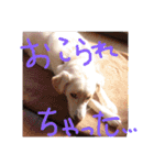 保護犬 ハクの幸せな毎日（個別スタンプ：16）