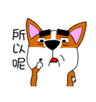 Thick eyebrows corgi's daily life（個別スタンプ：19）