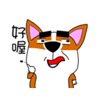 Thick eyebrows corgi's daily life（個別スタンプ：20）