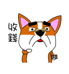 Thick eyebrows corgi's daily life（個別スタンプ：37）