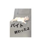 For everyday contact（個別スタンプ：14）